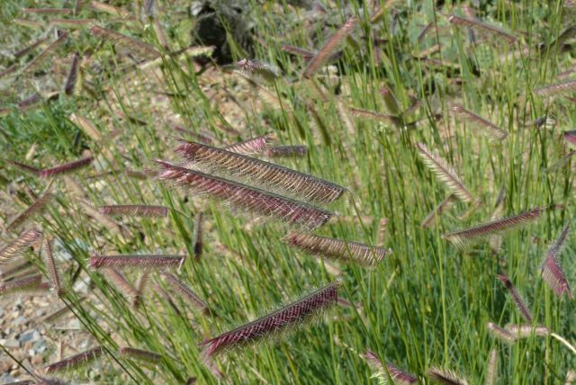 Bouteloua gracilis Bouteloua gracilis