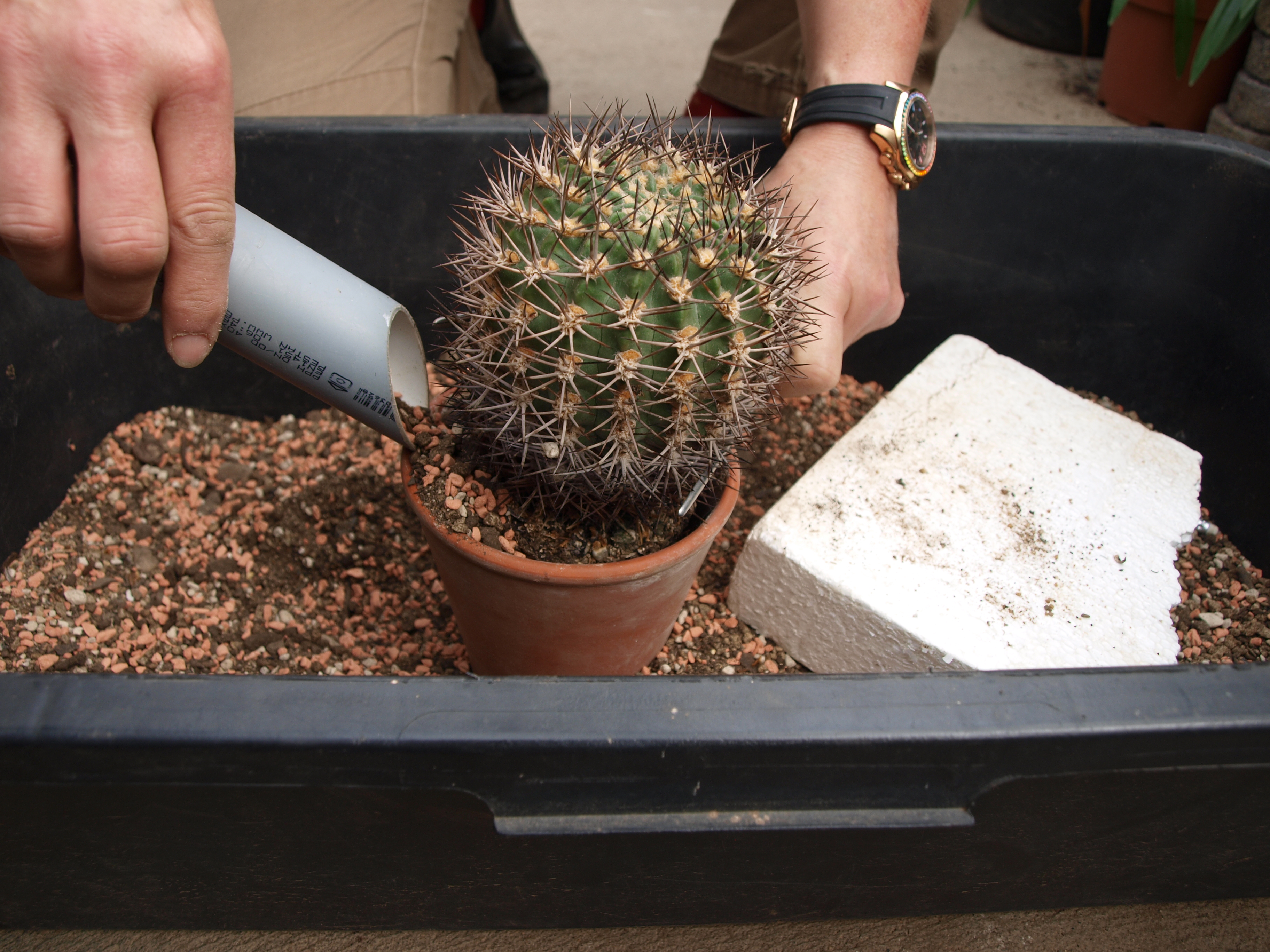 Repotting Cacti: Practical Tips and Advice - Botanick zahrada Praha