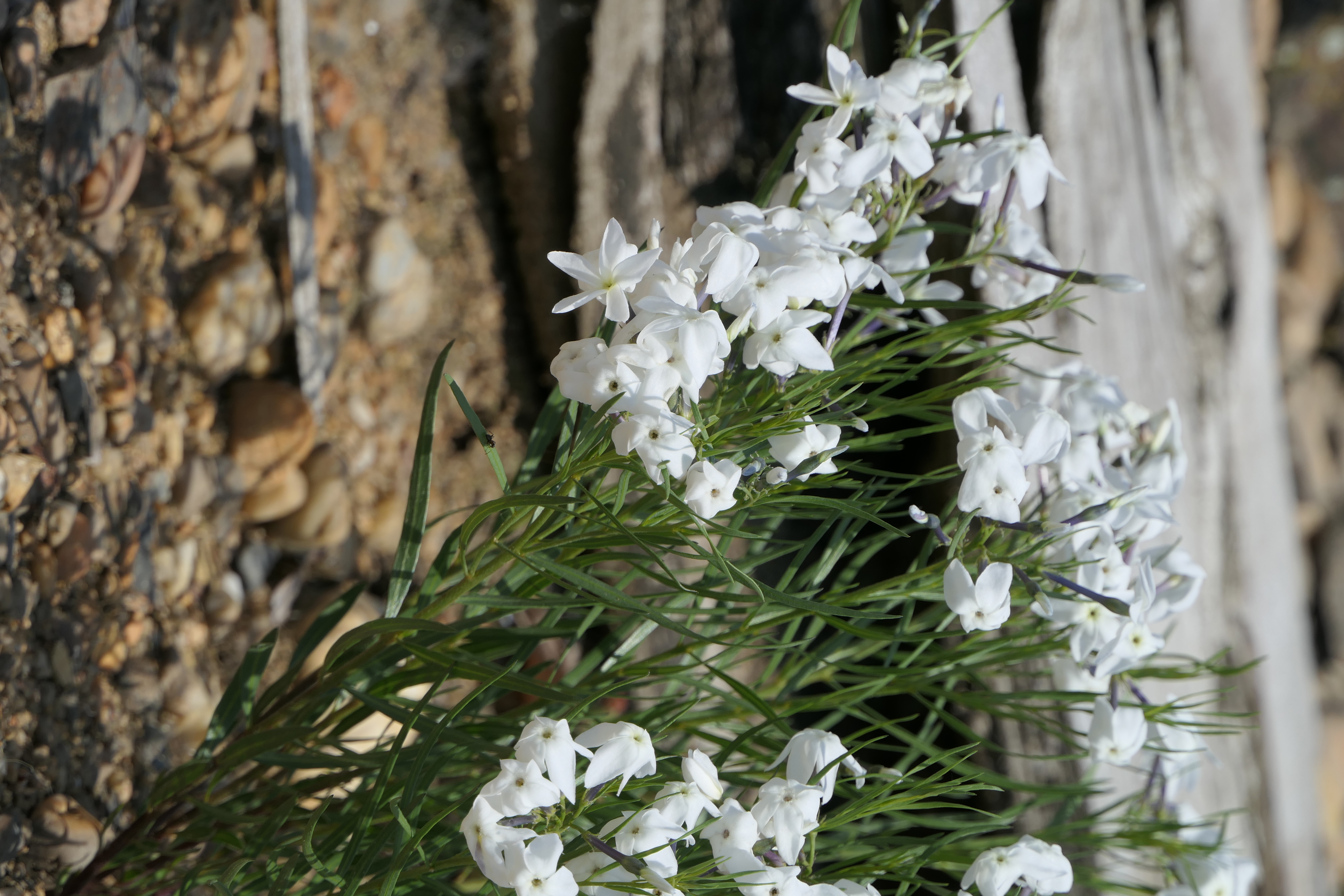 Amsonia-fugatei