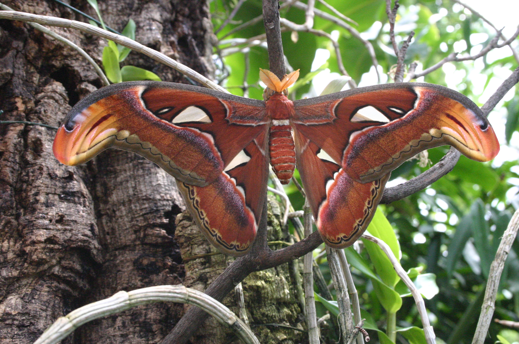 Attacus-atlas-samecek