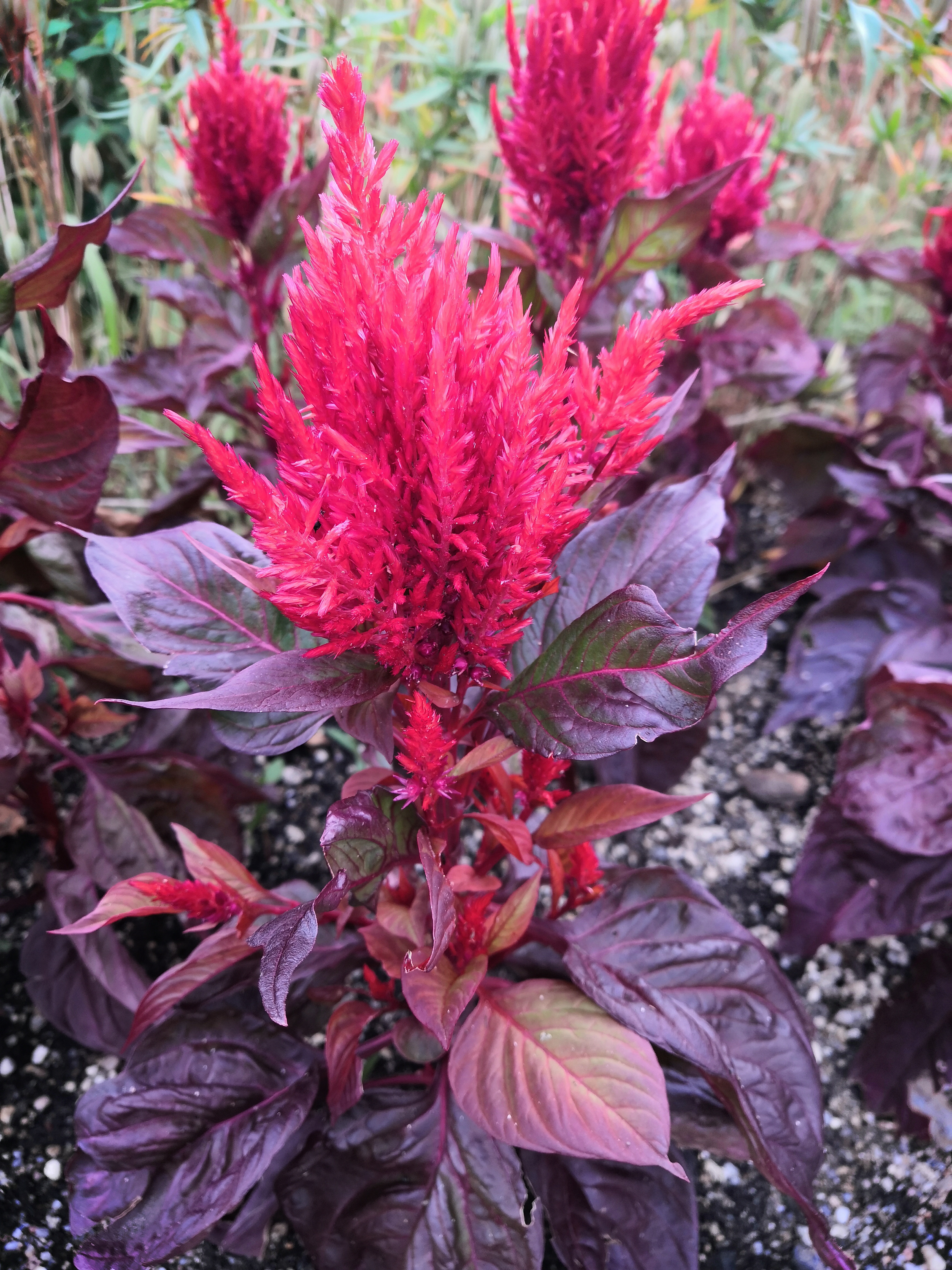 Celosia_Look_Red