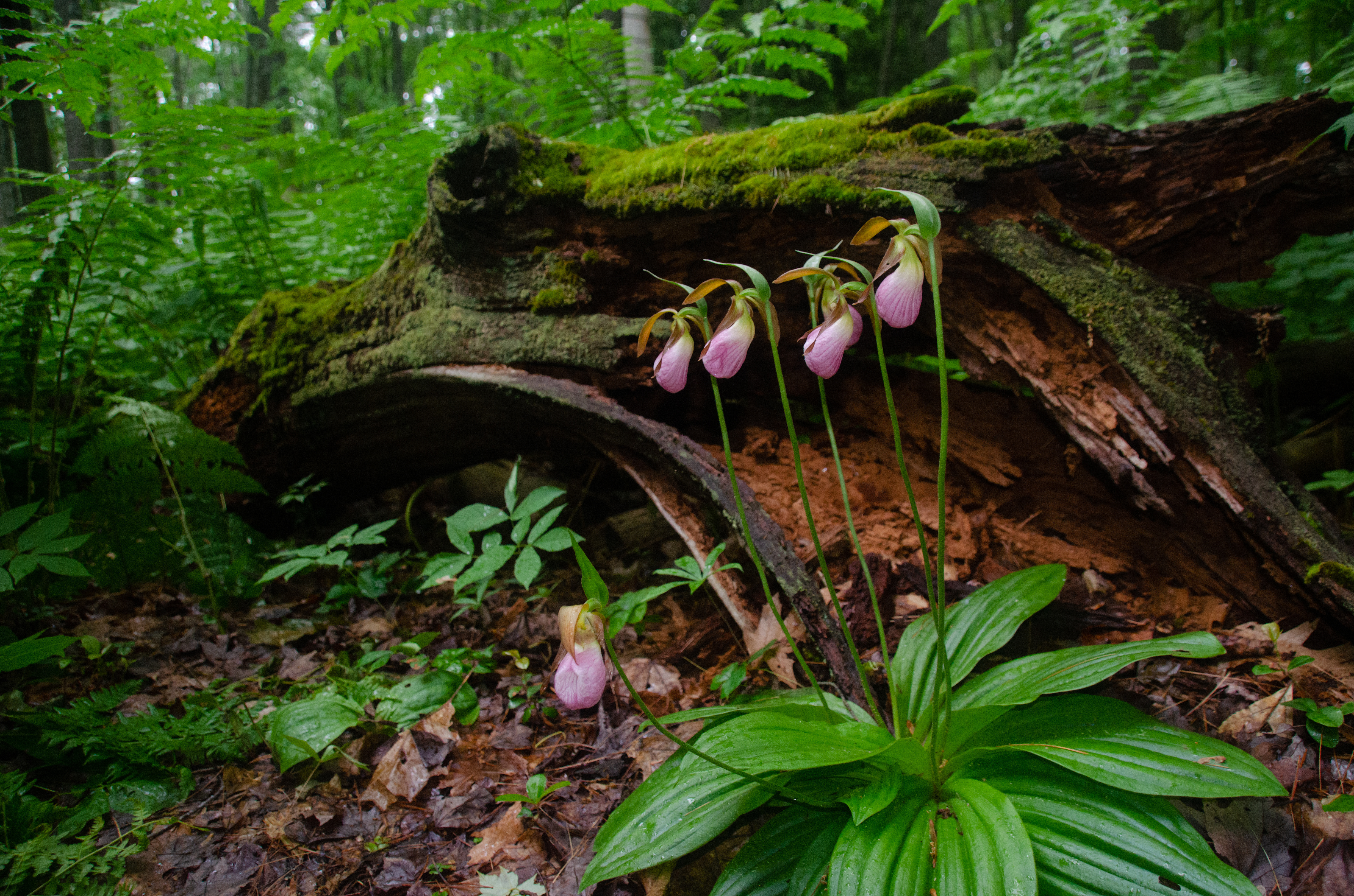 Cypripedium-acaule-Severn-Amerika