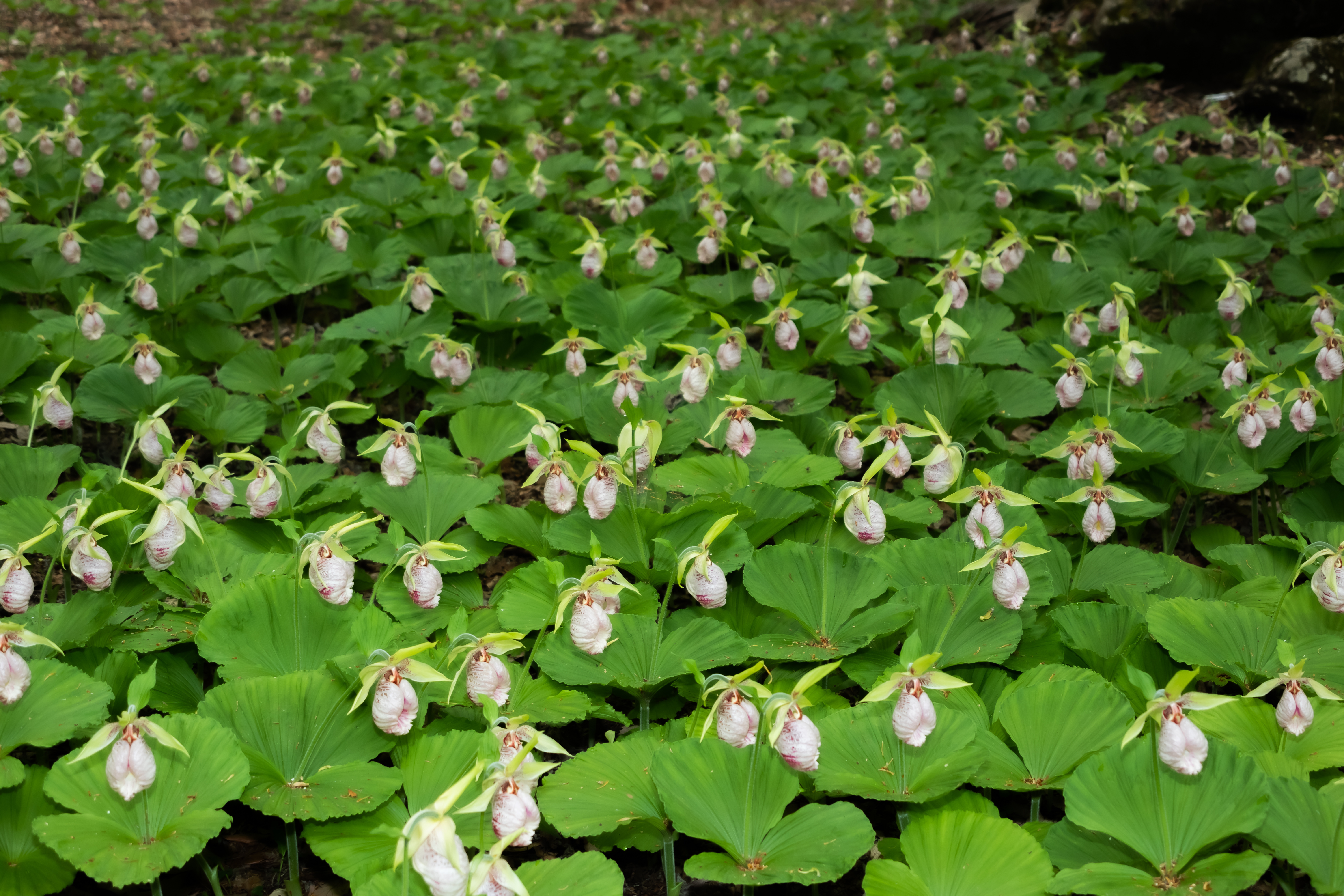 Cypripedium-japonicum-AdobeStock_349192755