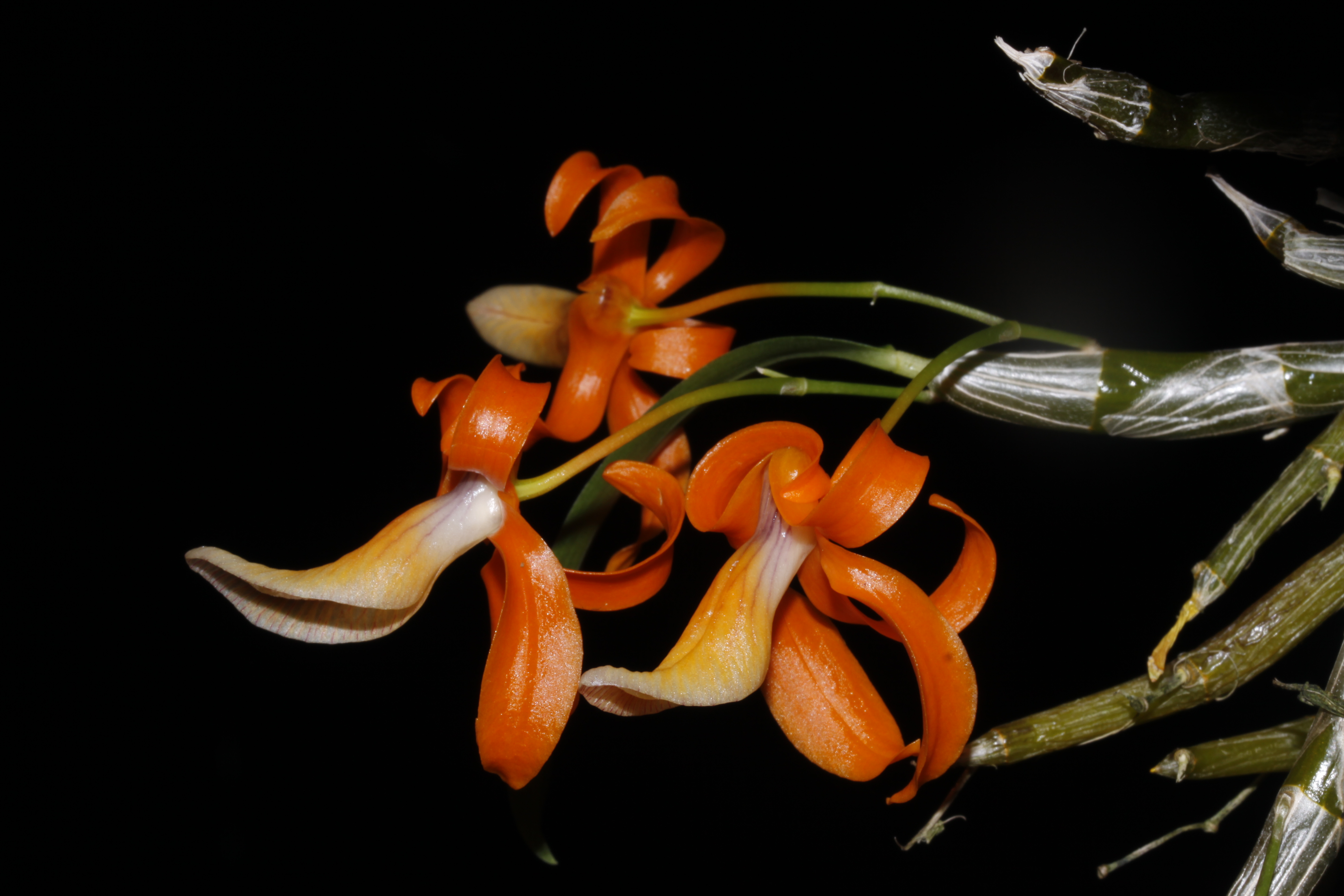 Dendrobium-unicum-Asie