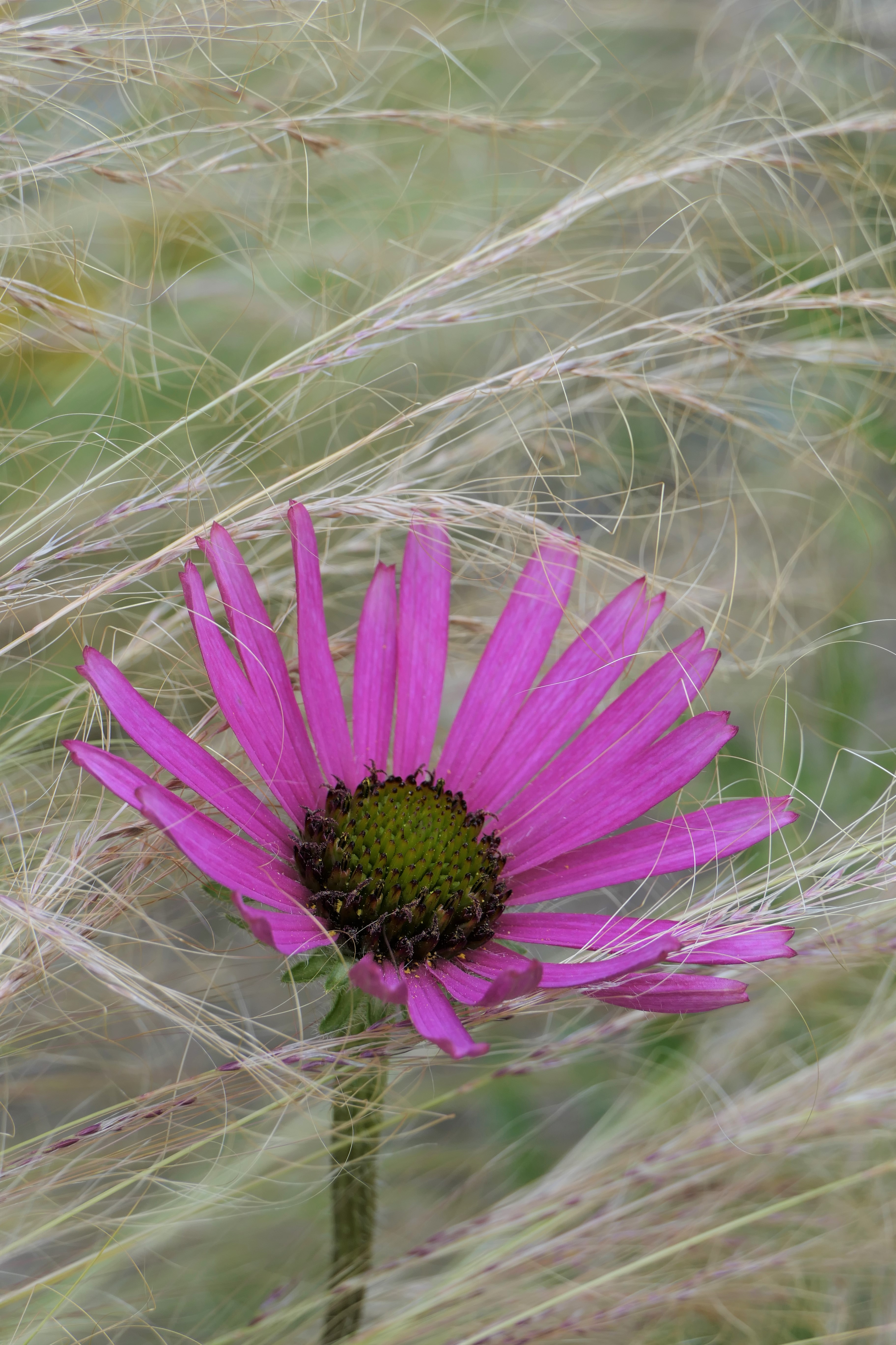 Echinacea-tennesseensis