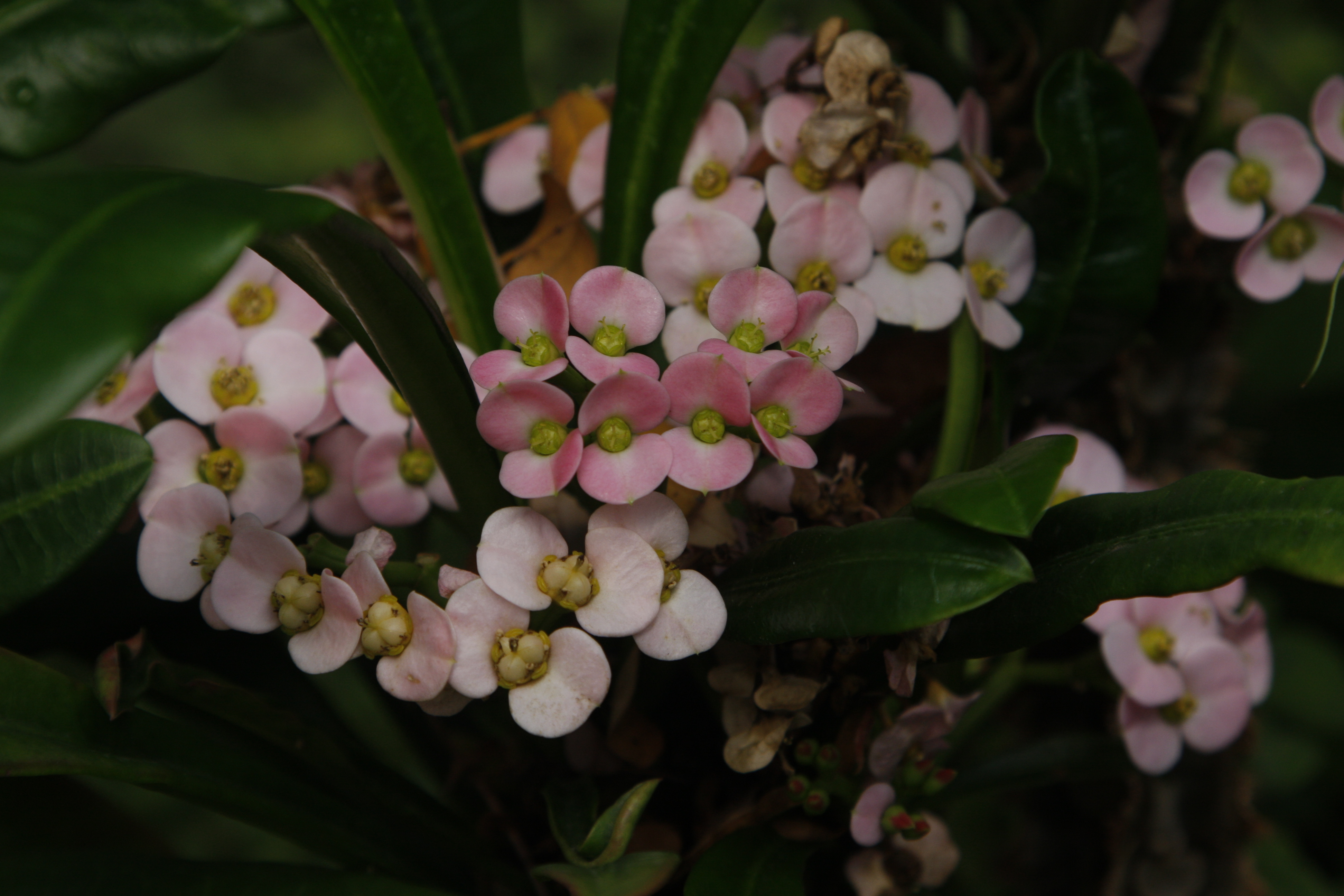 Euphorbia-lophogona-_MG_1836