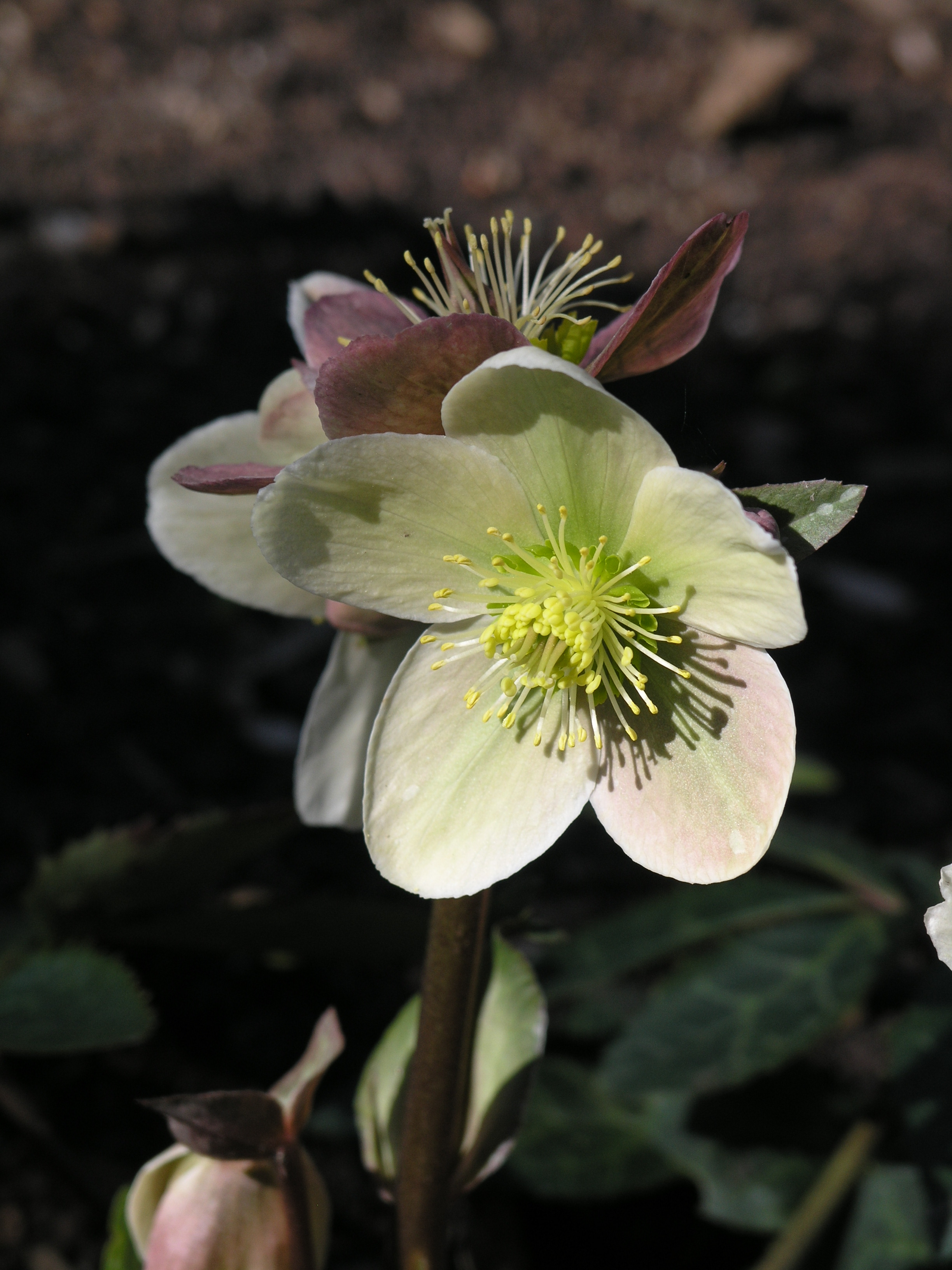 Helleborus-xnigerstern
