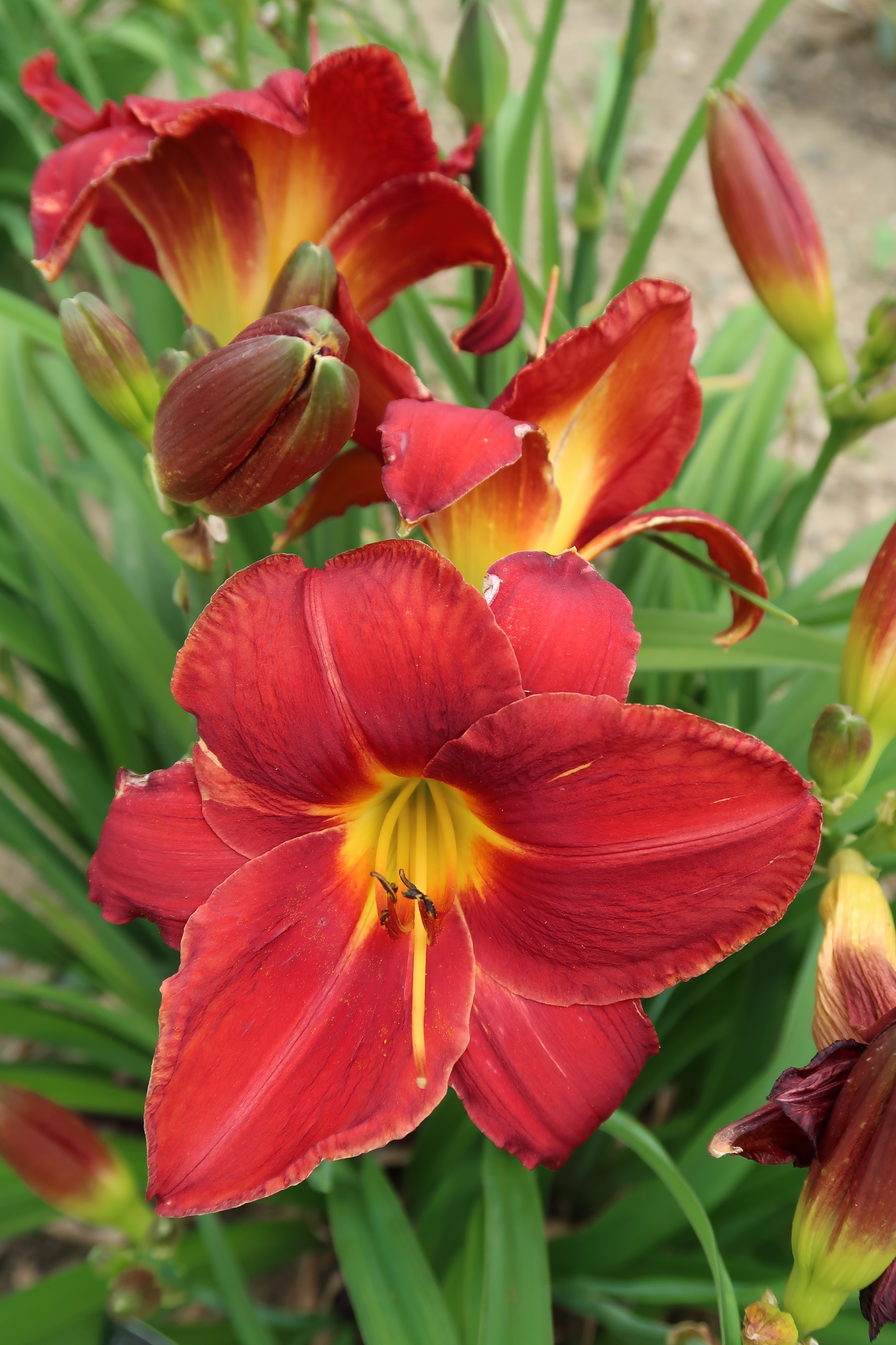 Hemerocallis--James-Marsh-