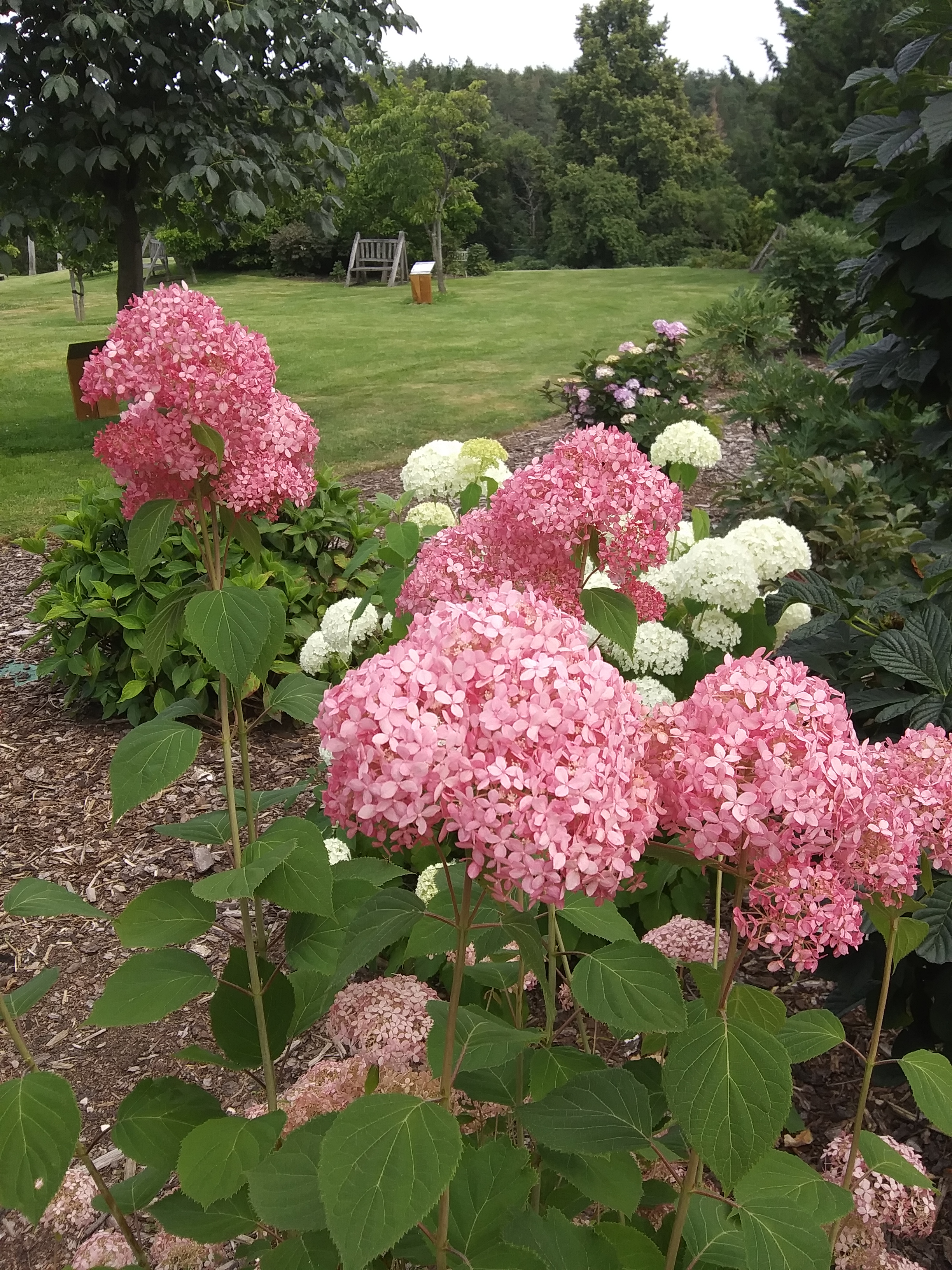 Hydrangea-arborescens-Invincibelle-Spirit