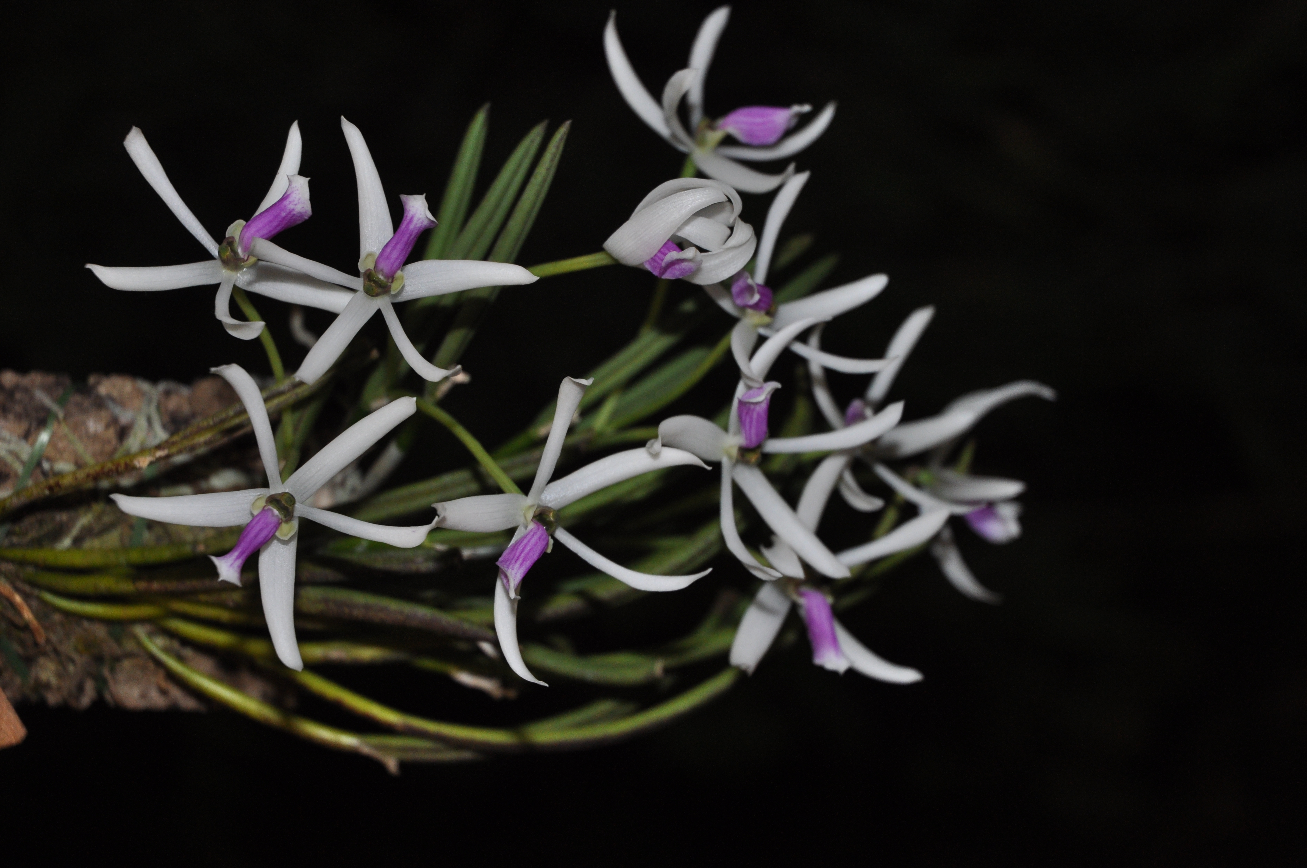 Leptotes-bicolor