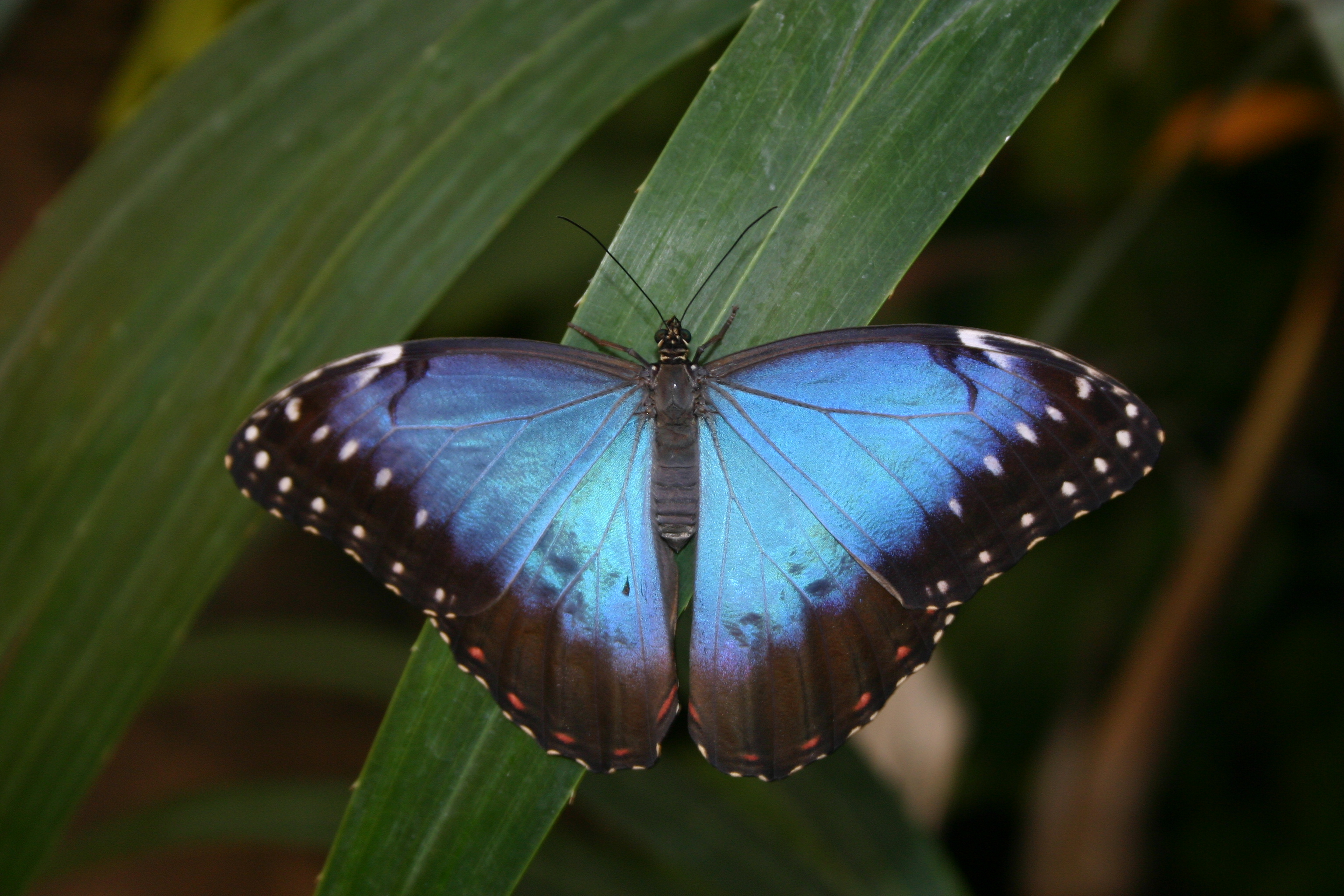 Morpho-peleides-IMG_6834