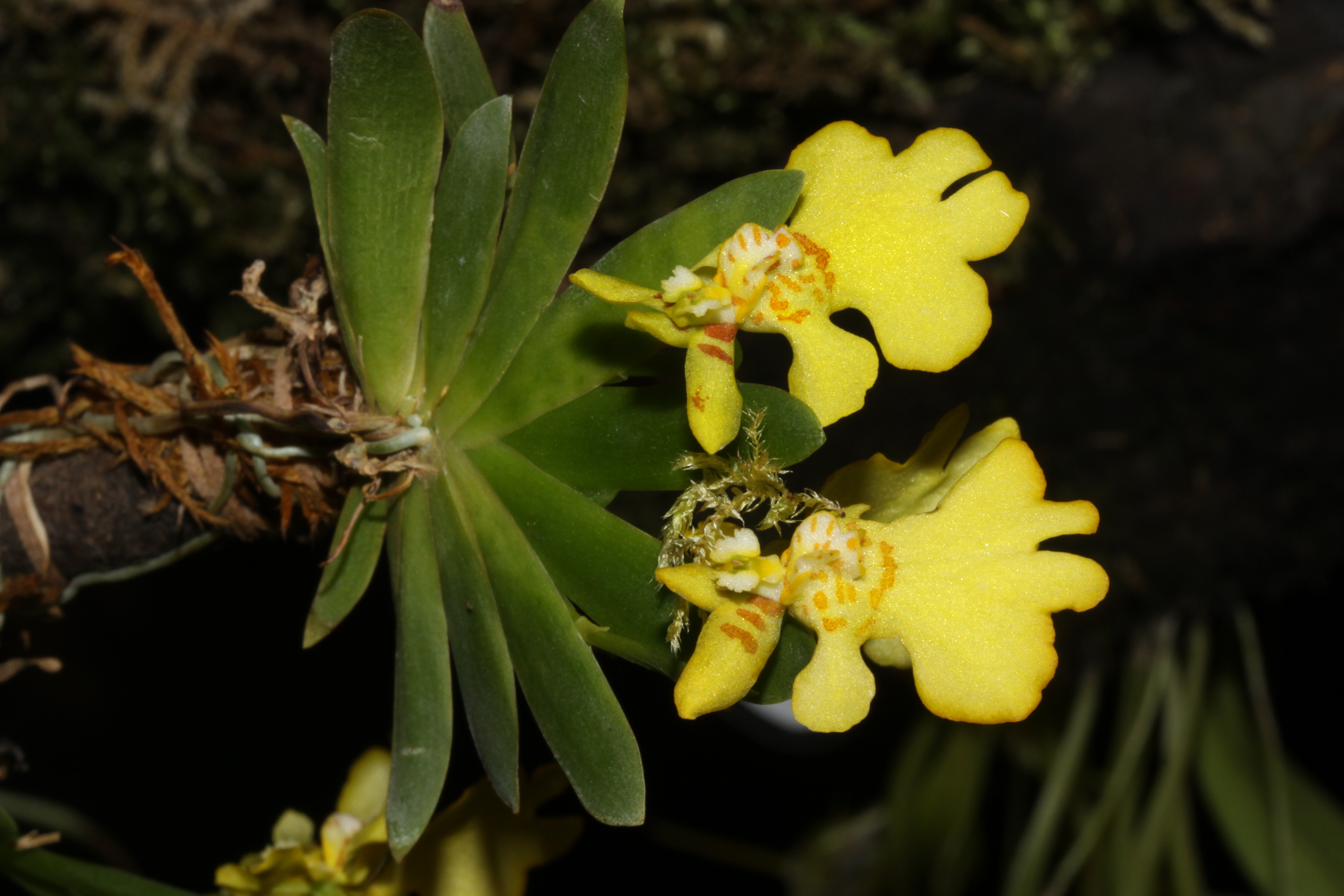 Oncidium-pusillum-Psygmorchis-pusilla-Dresden--04