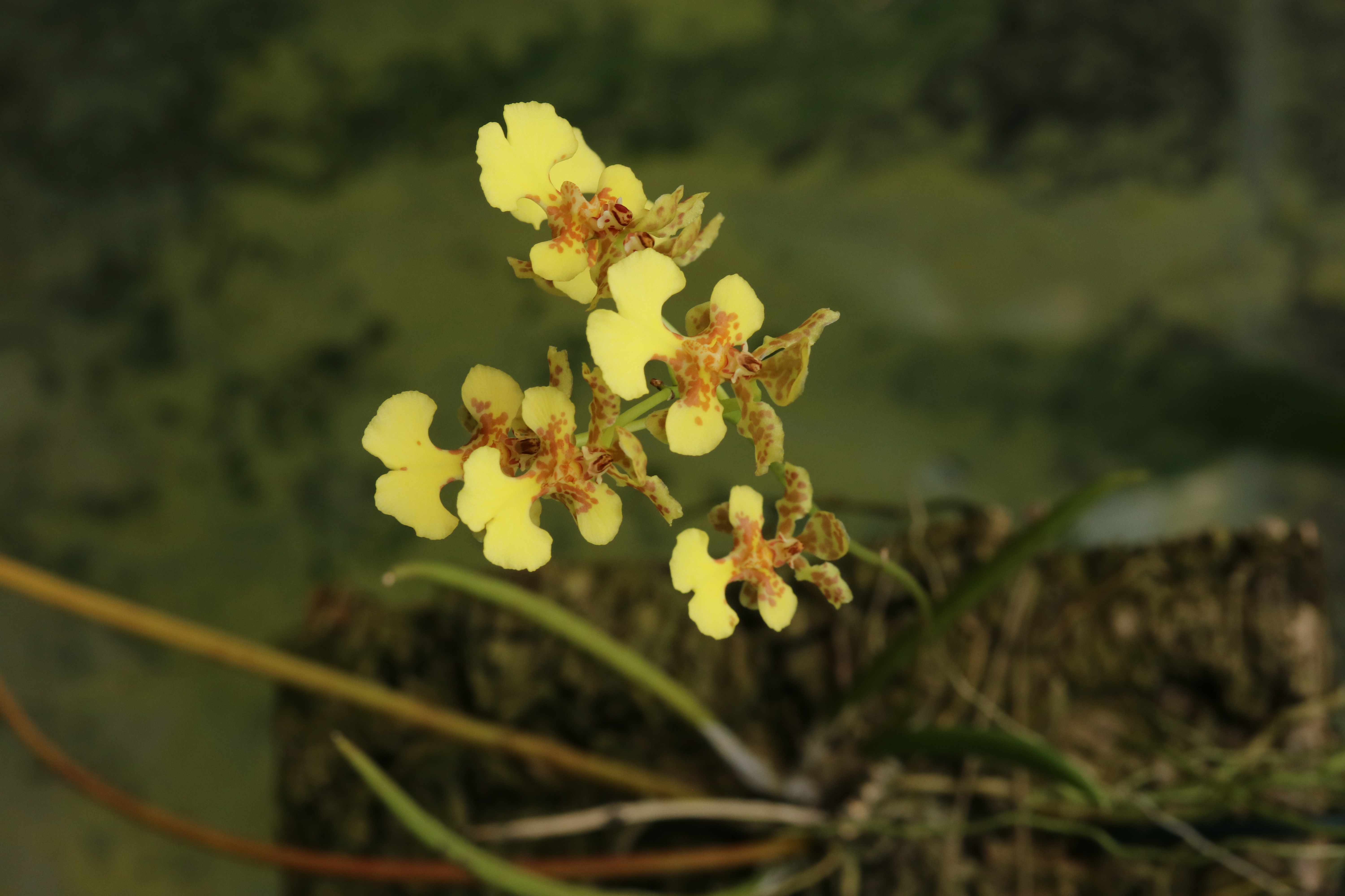 Oncidium-sprucei