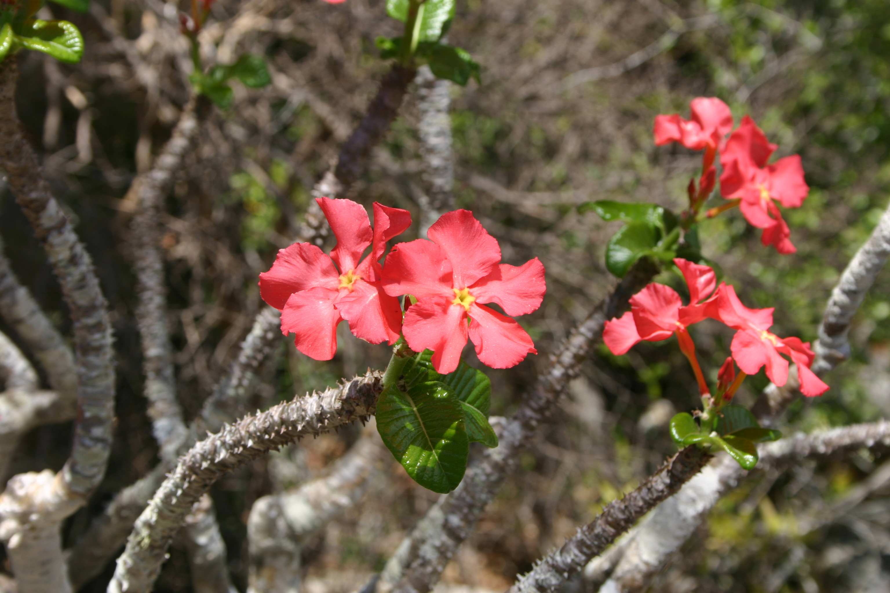 Pachypodium-windsori-IMG_8693