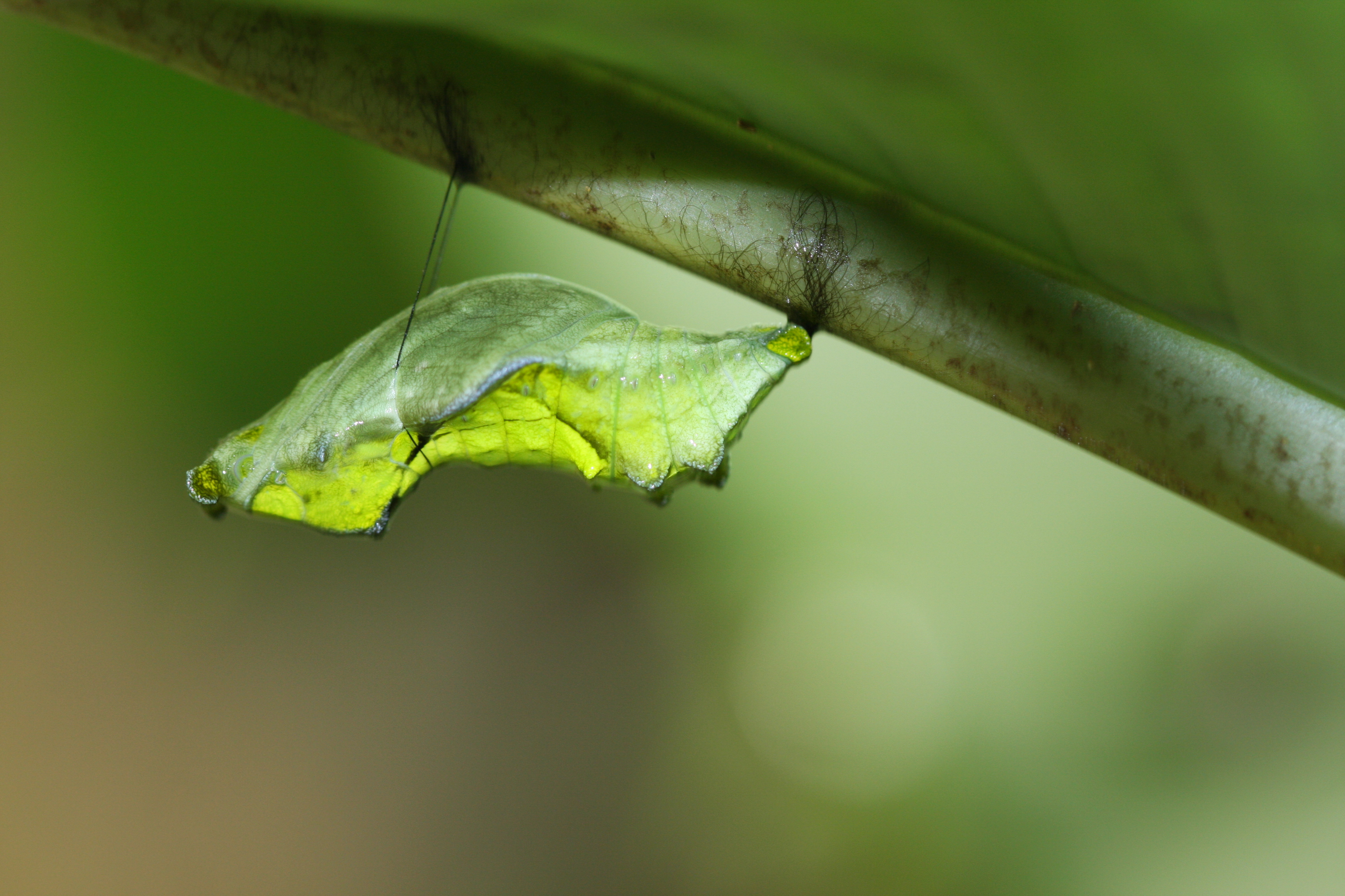 Parides-iphidamas-IMG_1426