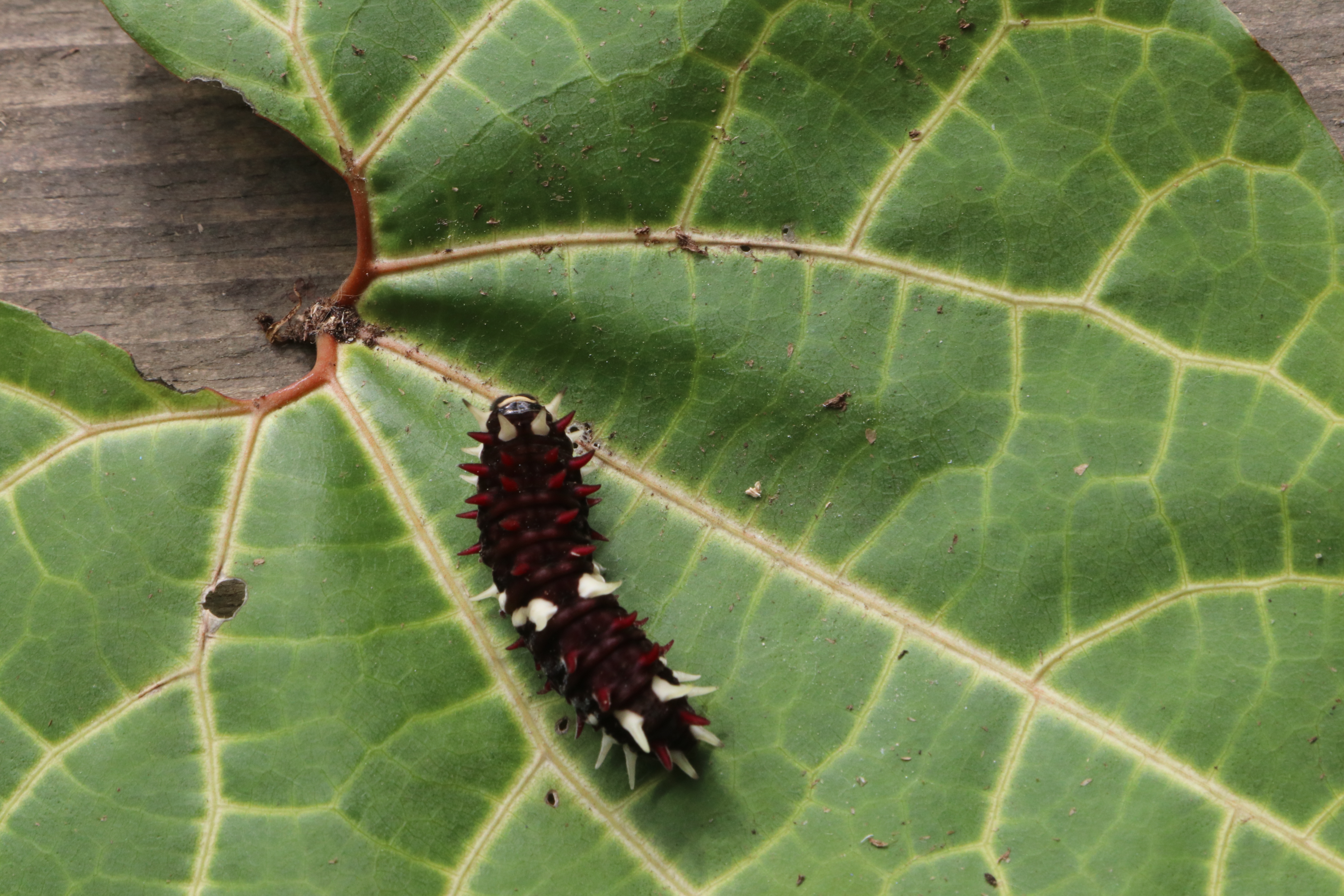 Parides-iphidamas-IMG_1768