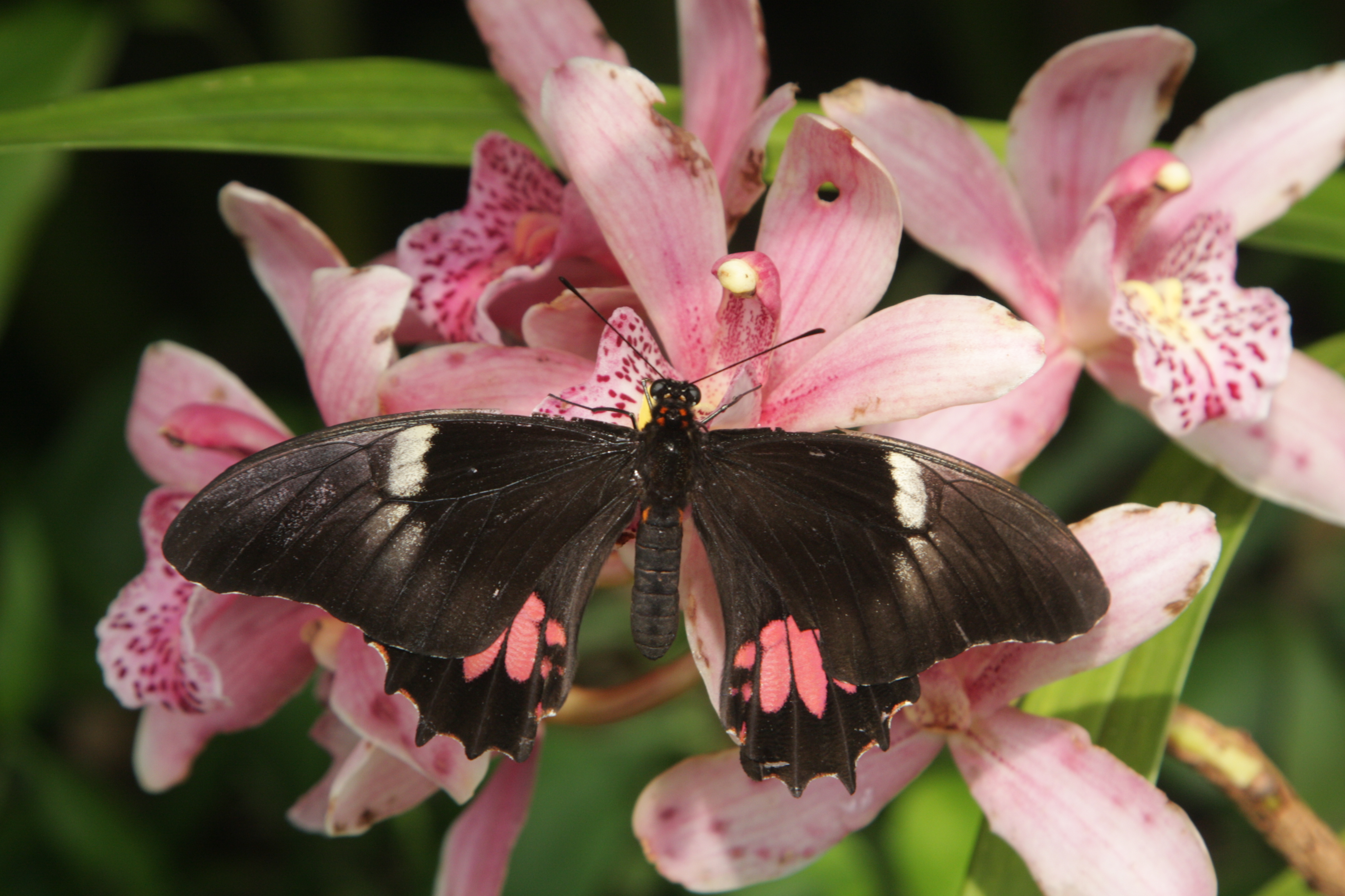 Parides-iphidamas-IMG_1935