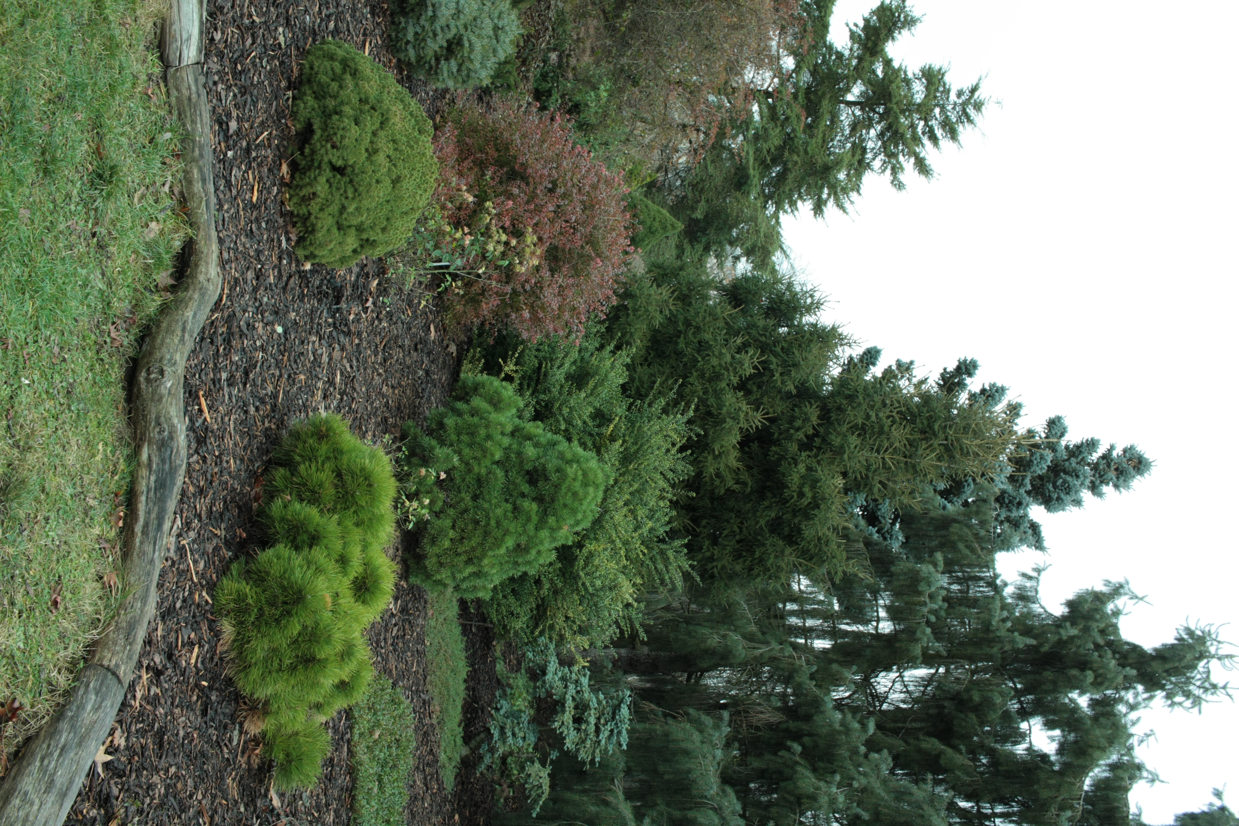 Pinetum