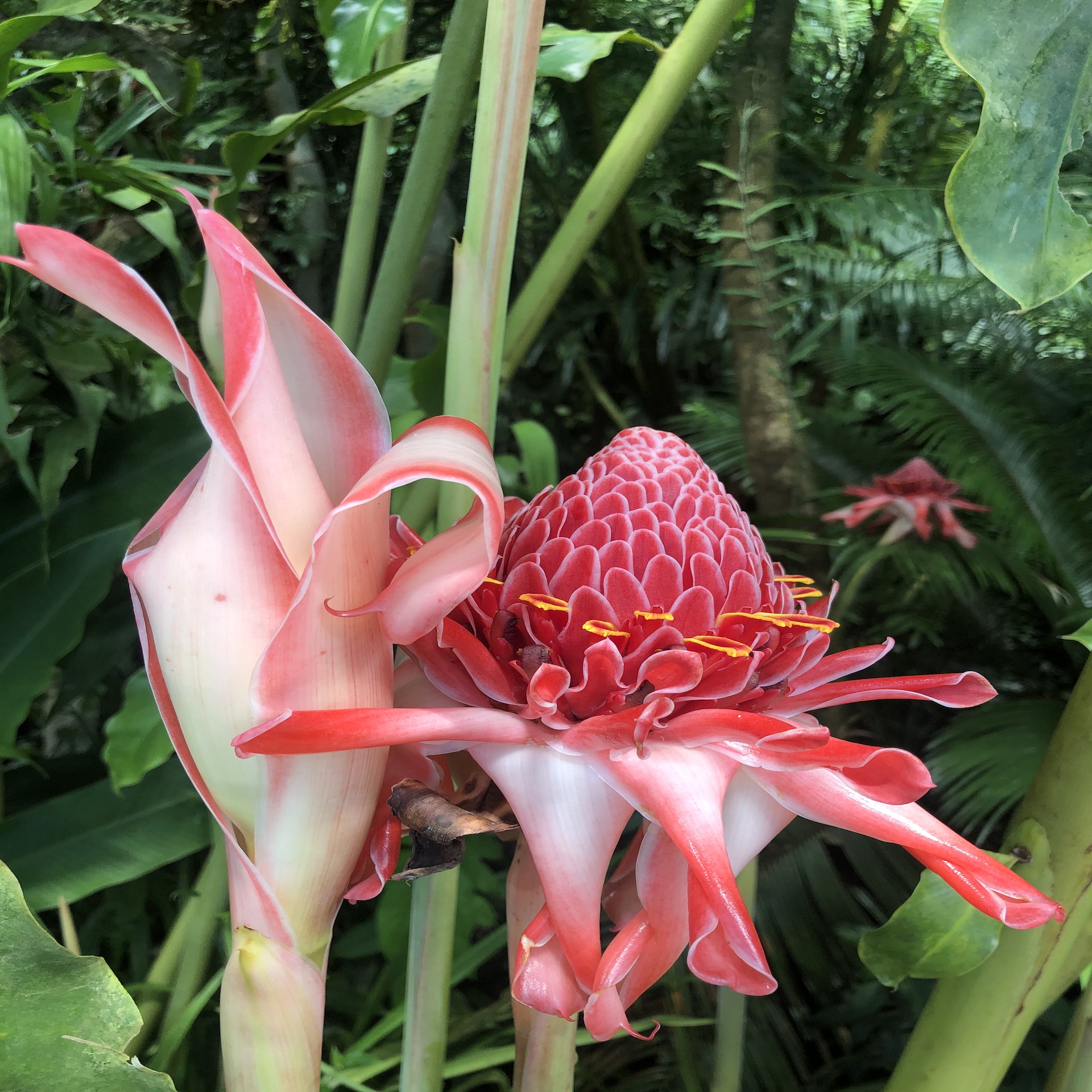 Singapore-Etlingera-elatior-Klara-Lorencova_1