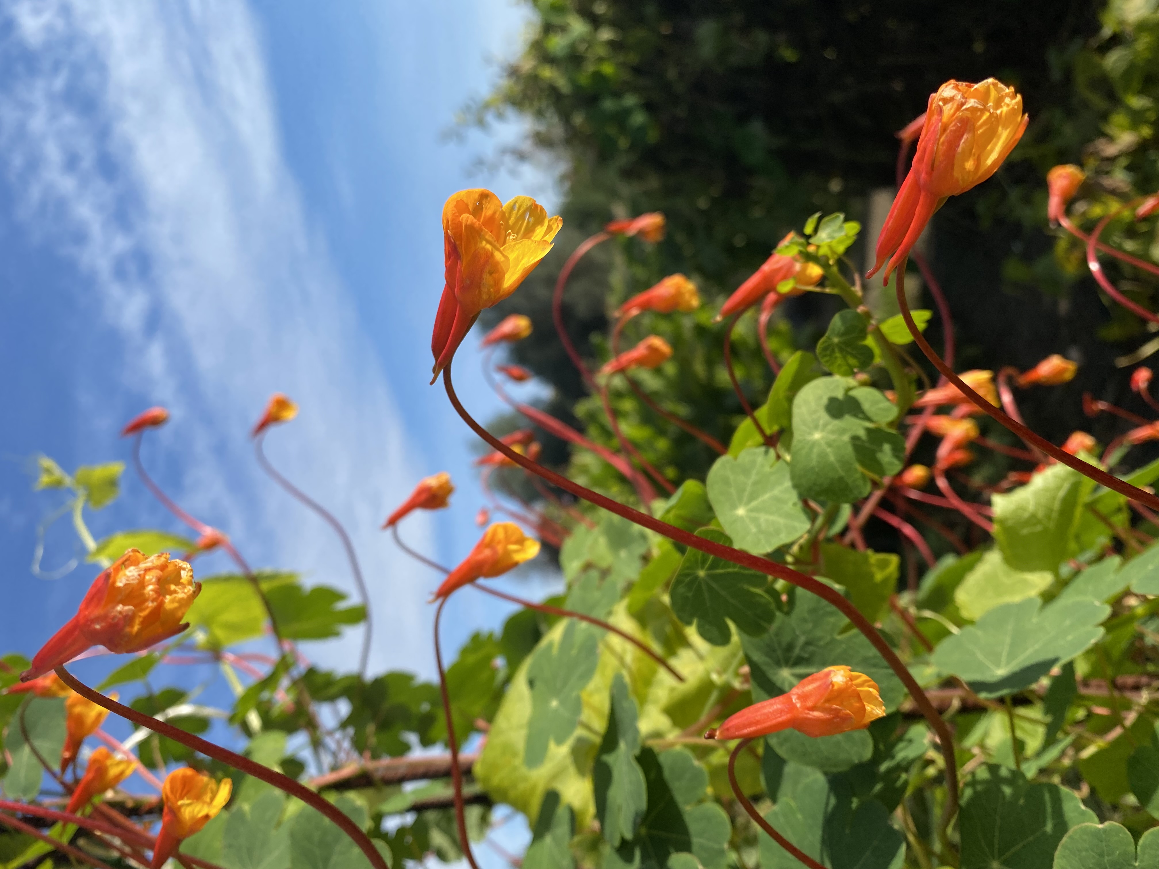Tropaeolum-tuberosum-Ken-Aslet-1