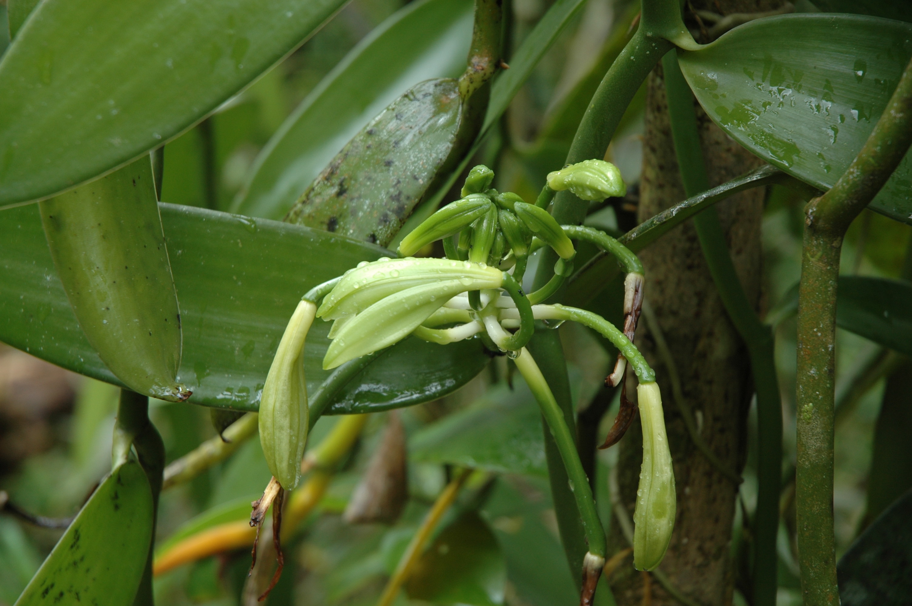 Vanilla-planifolia-2