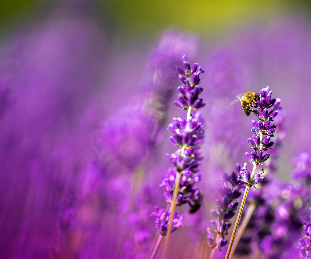 banner-300x250px