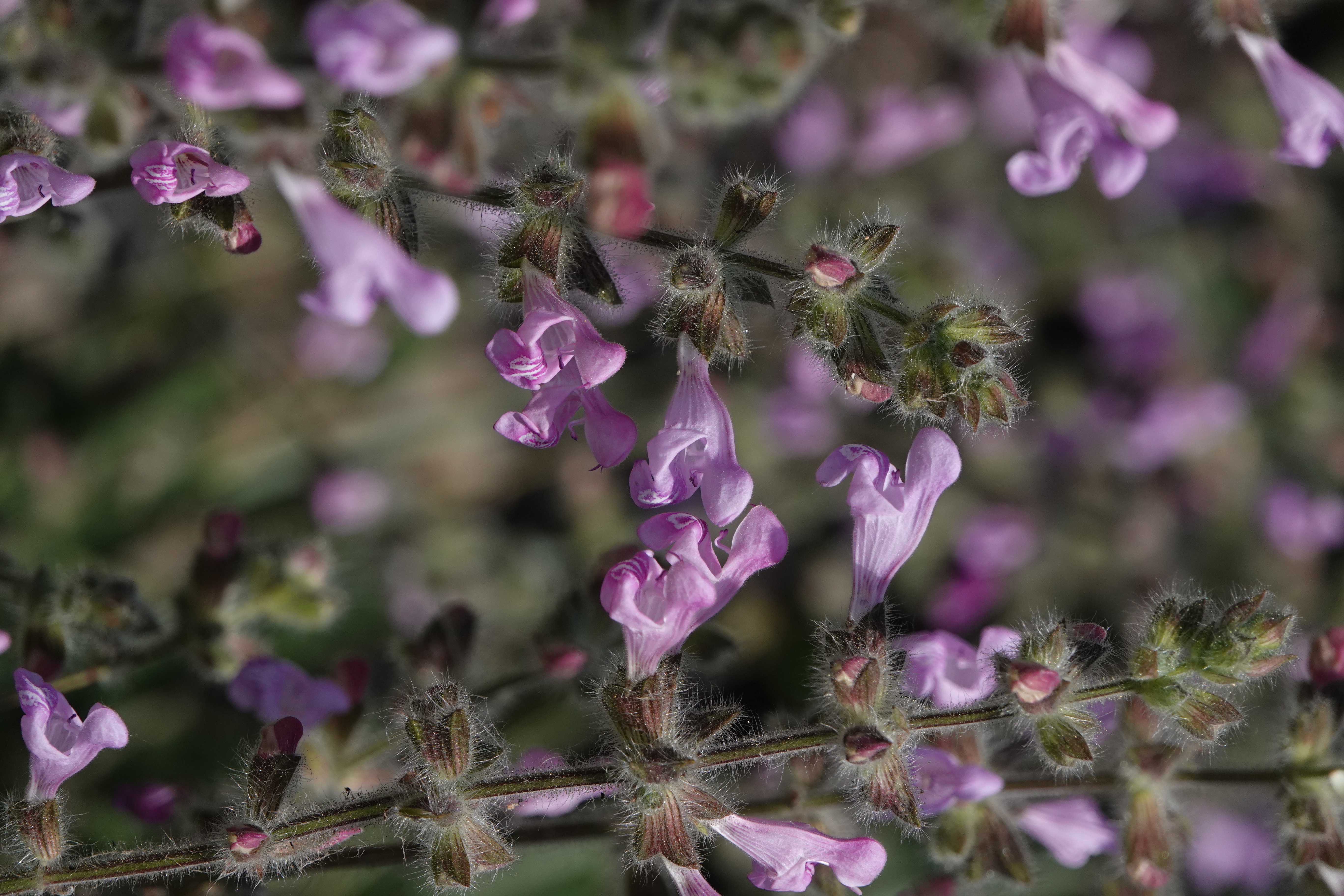 turecka-Salvia-recognita