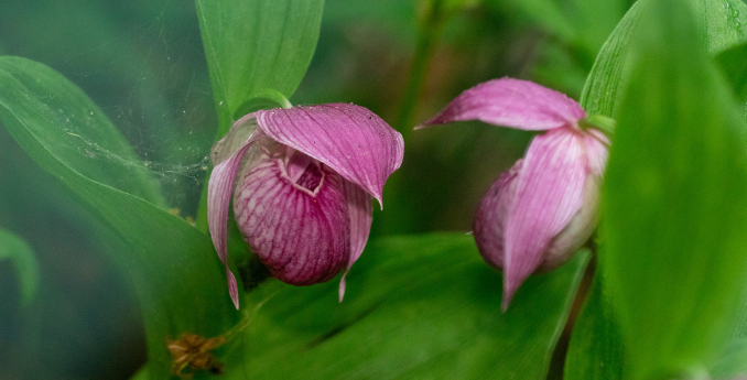 Zpráva z Koreje: Botanická výprava za květenou Dálného východu