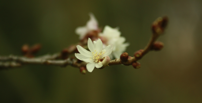 Zimní krása dřevin: zahrada, která kvete i v mrazu