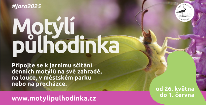 Motýlí půlhodinka: Sčítejte motýly a pomozte vědě i přírodě