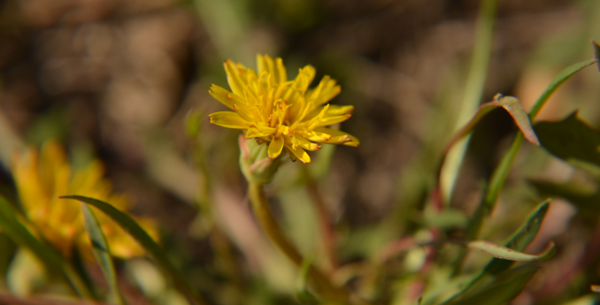Není pampeliška jako pampeliška