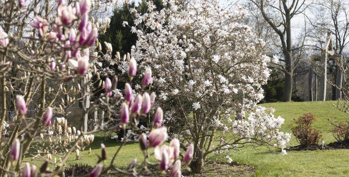 Magnolie neboli šácholany: okázalé dřeviny s prastarým původem i výjimečnými květy