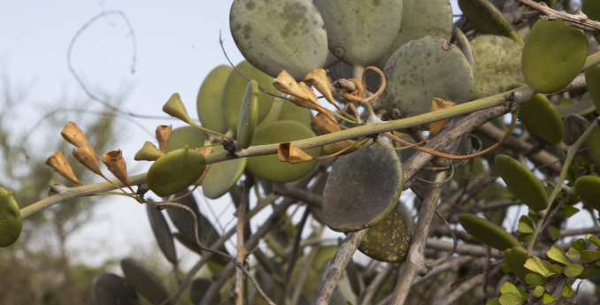 Tykvovité: čeleď, která nakrmila svět a překvapila botaniky