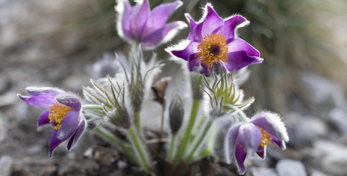 Koniklece ohlašují jaro