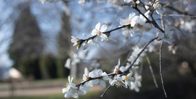 Mandle jako symbol plodnosti i jarního probuzení