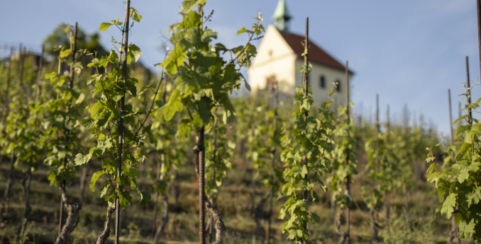 Pražské vinice 2026