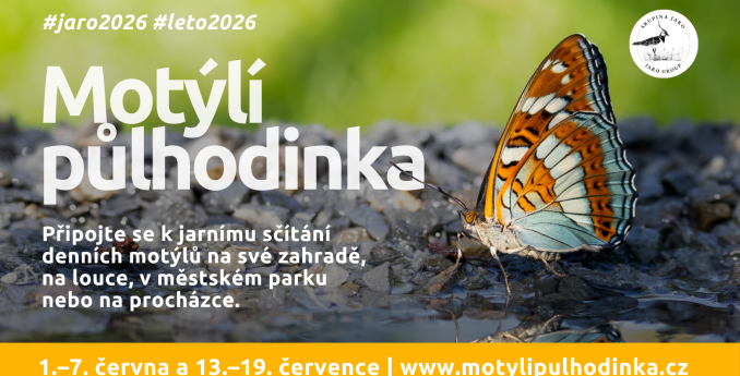 Motýlí půlhodinka: Sčítejte motýly a pomozte vědě i přírodě