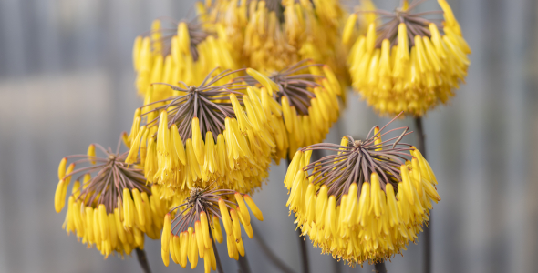 Aloe v květu ve Světě sukulentů