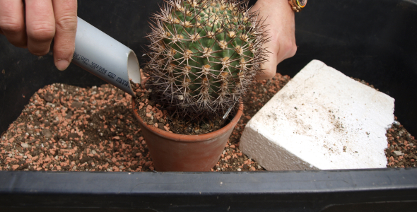 Repotting Cacti: Practical Tips and Advice