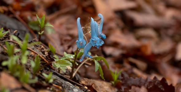 Botanical Expedition in South Korea
