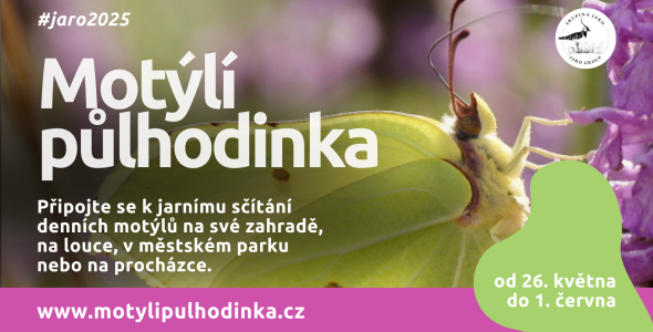 Motýlí půlhodinka: Sčítejte motýly a pomozte vědě i přírodě