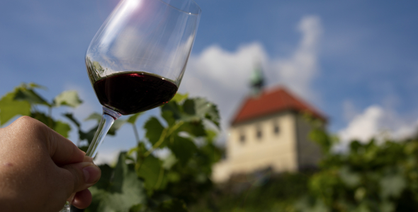 Charles IV's Favorite Variety and the Vineyards of Prague