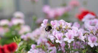 THE GERANIUM MARKET