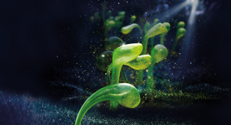 KŘIŠŤÁLOVÁ ZAHRADA – Skleněná symfonie světla a hudby ve fantastických instalacích