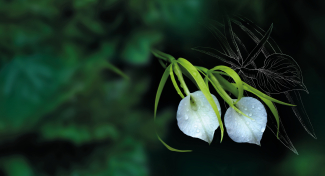 ORCHIDEJE: Cesty objevitelů – Výstava orchidejí s prodejem rostlin