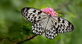 MOTÝLI: UMĚNÍ PŘEŽÍT – Výstava živých tropických motýlů ve skleníku Fata Morgana