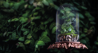 FASCINACE ROSTLINAMI – Příběhy živoucích pokladů