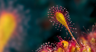 CARNIVOROUS PLANTS: Deadly Allure – Exhibition & Plant Sale