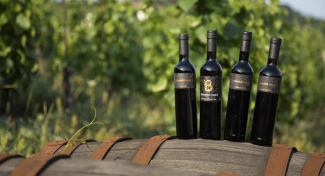 PINOT NOIR DAY | Tasting of Pinot Noir from Our Vineyard