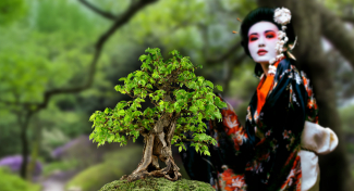 FESTIVAL BONSAJÍ A JAPONSKÉ KULTURY